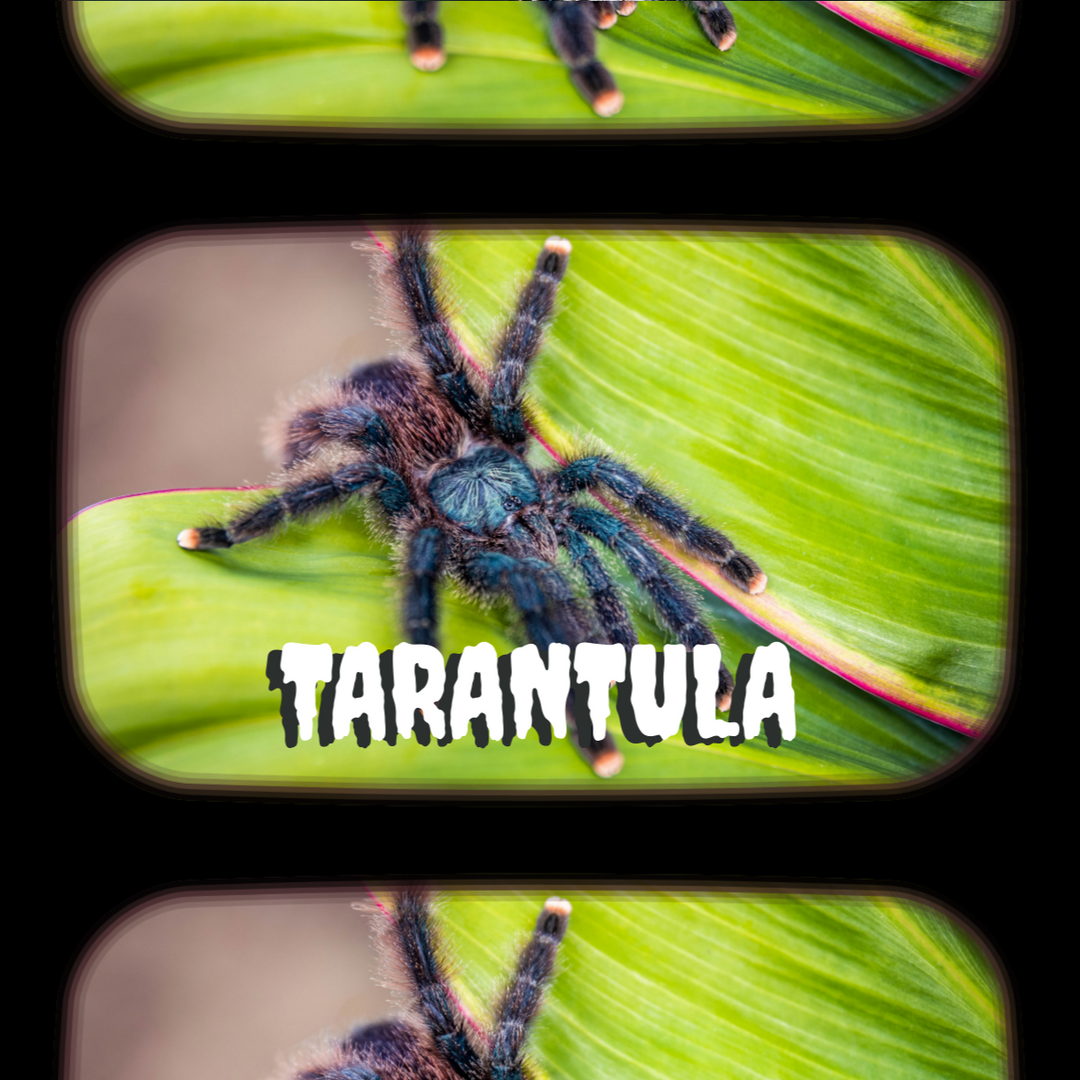 Creepy Crawly Critter Classes