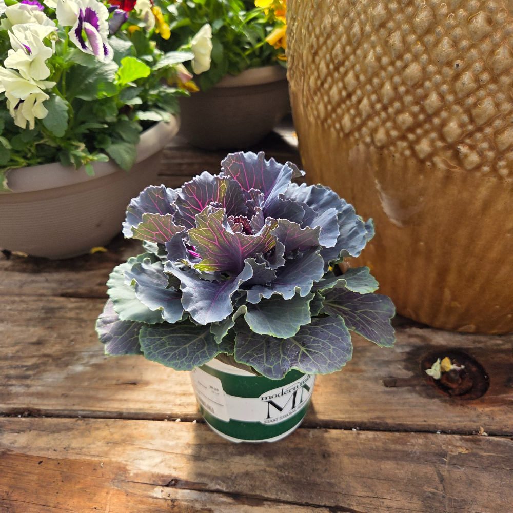 DIY Container - Fall Annual 5 Pack