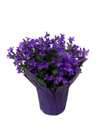 4" Campanula