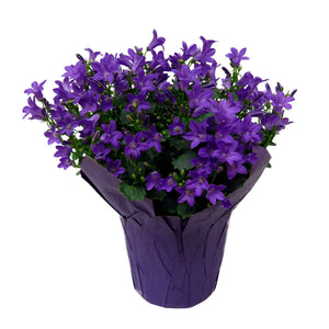 4" Campanula