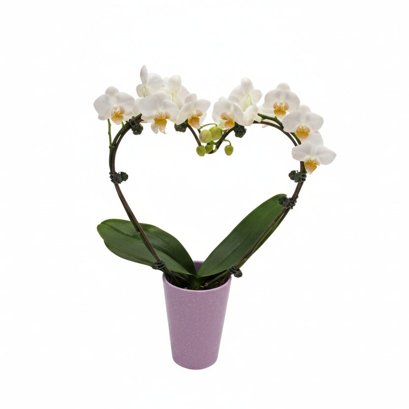 Potted orchid with white flowers on a white background