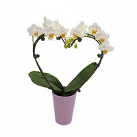 Potted orchid with white flowers on a white background