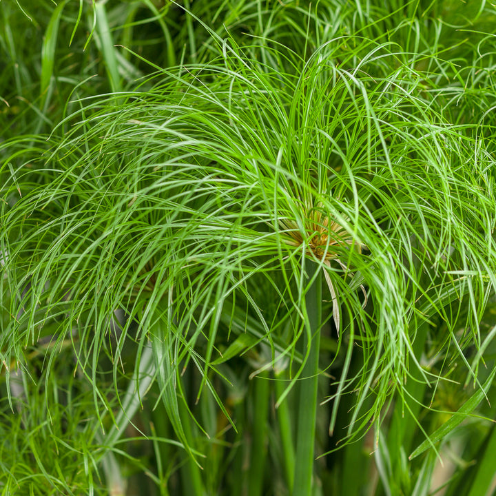 Cyperus, Prince Tut Dwarf Egyptian Papyrus, Live Specialty Annual Plant, 5 in. Pot