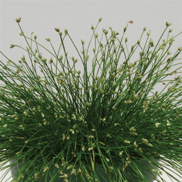 Isolepis, Live Wire ColorGrass, Live Specialty Annual Plant 5" Pot