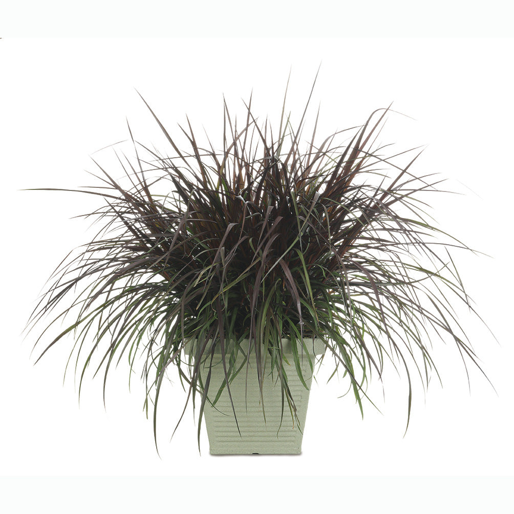 Pennisetum, Rubrum Purple Fountain Grass, Live Specialty Annual Plant, 5 in. Pot