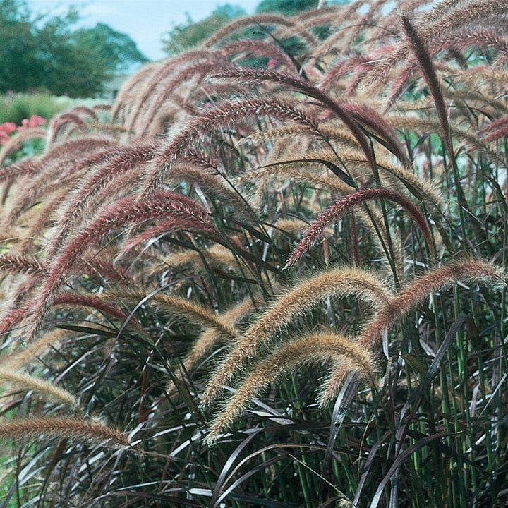 Pennisetum, Rubrum Purple Fountain Grass, Live Specialty Annual Plant, 5 in. Pot