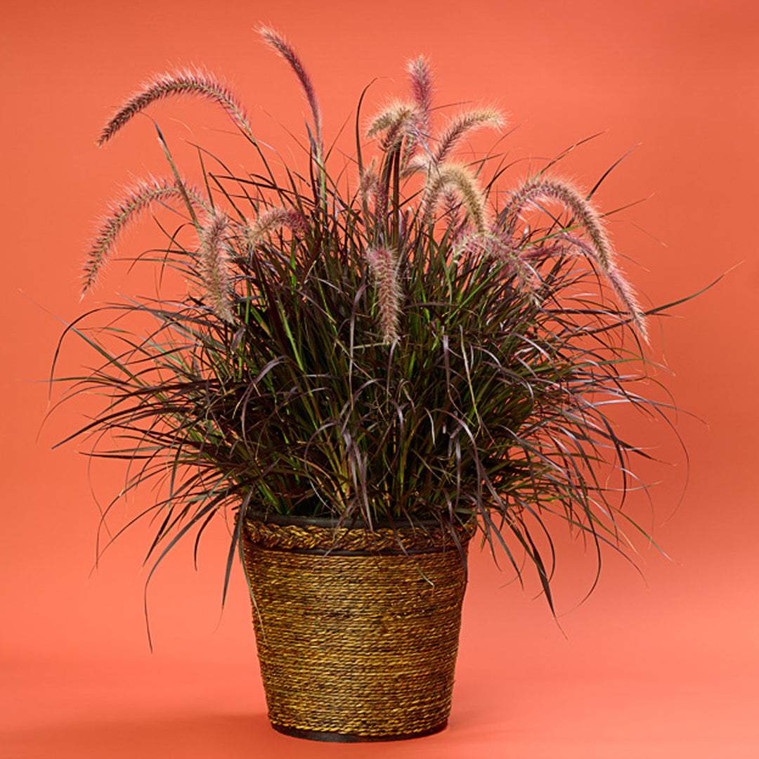 Pennisetum, Rubrum Purple Fountain Grass, Live Specialty Annual Plant, 5 in. Pot