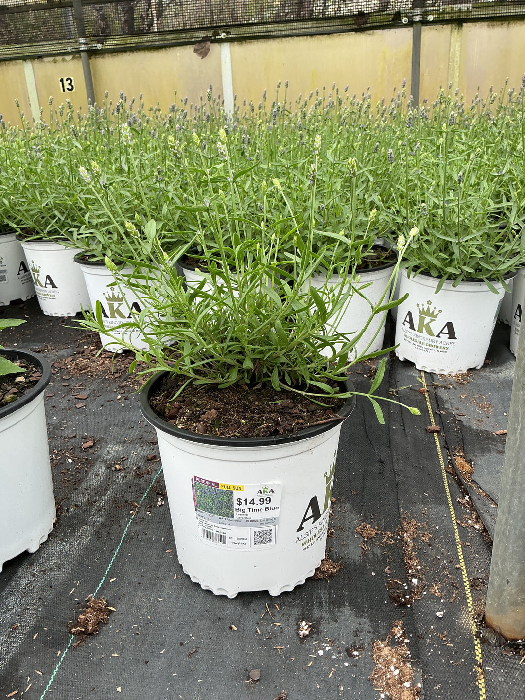 Lavandula Lavender Big Time Blue - 8" Potted Perennial
