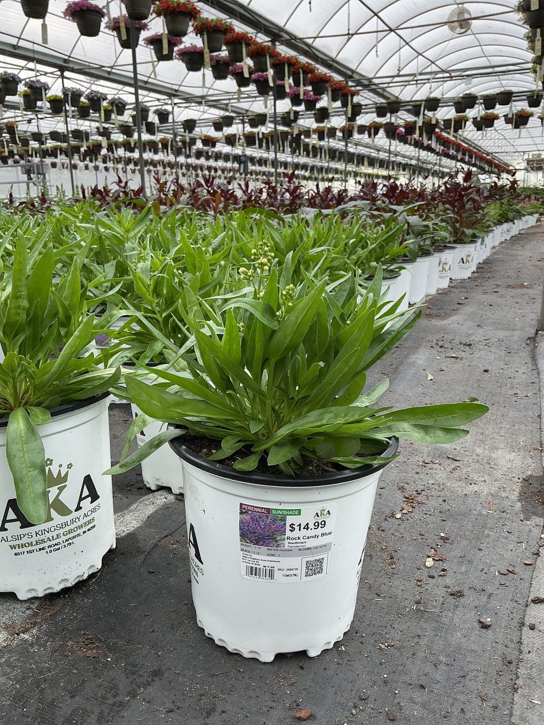 Penstemon Beardtongue Rock Candy Blue - 8" Potted Perennial