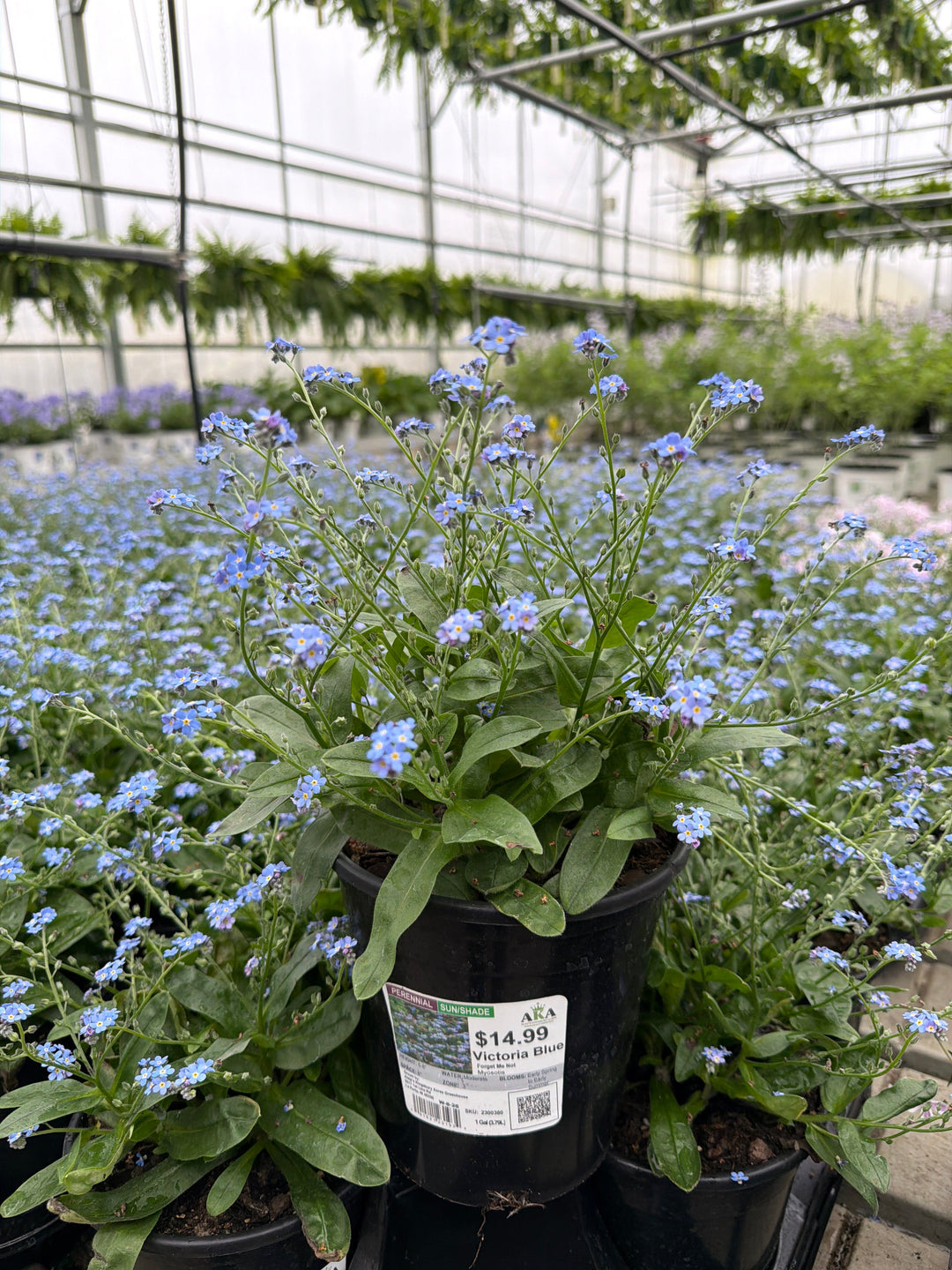 Myosotis Forget Me Not Victoria Blue - 6" Perennial - 6" Potted Perennial