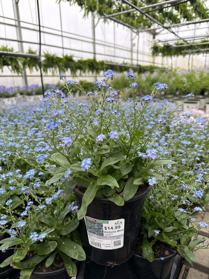 Myosotis Forget Me Not Victoria Blue - 6" Perennial - 6" Potted Perennial