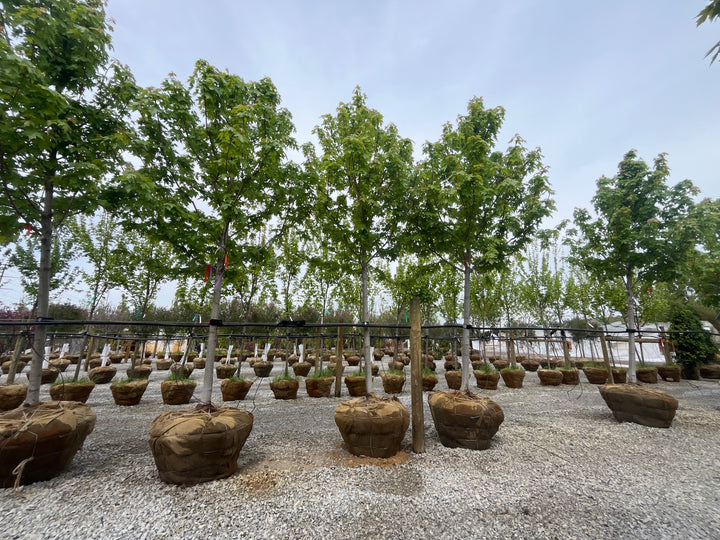 Autumn Blaze Maple - Acer x freemanii - 3" Caliper Ball & Burlap Tree