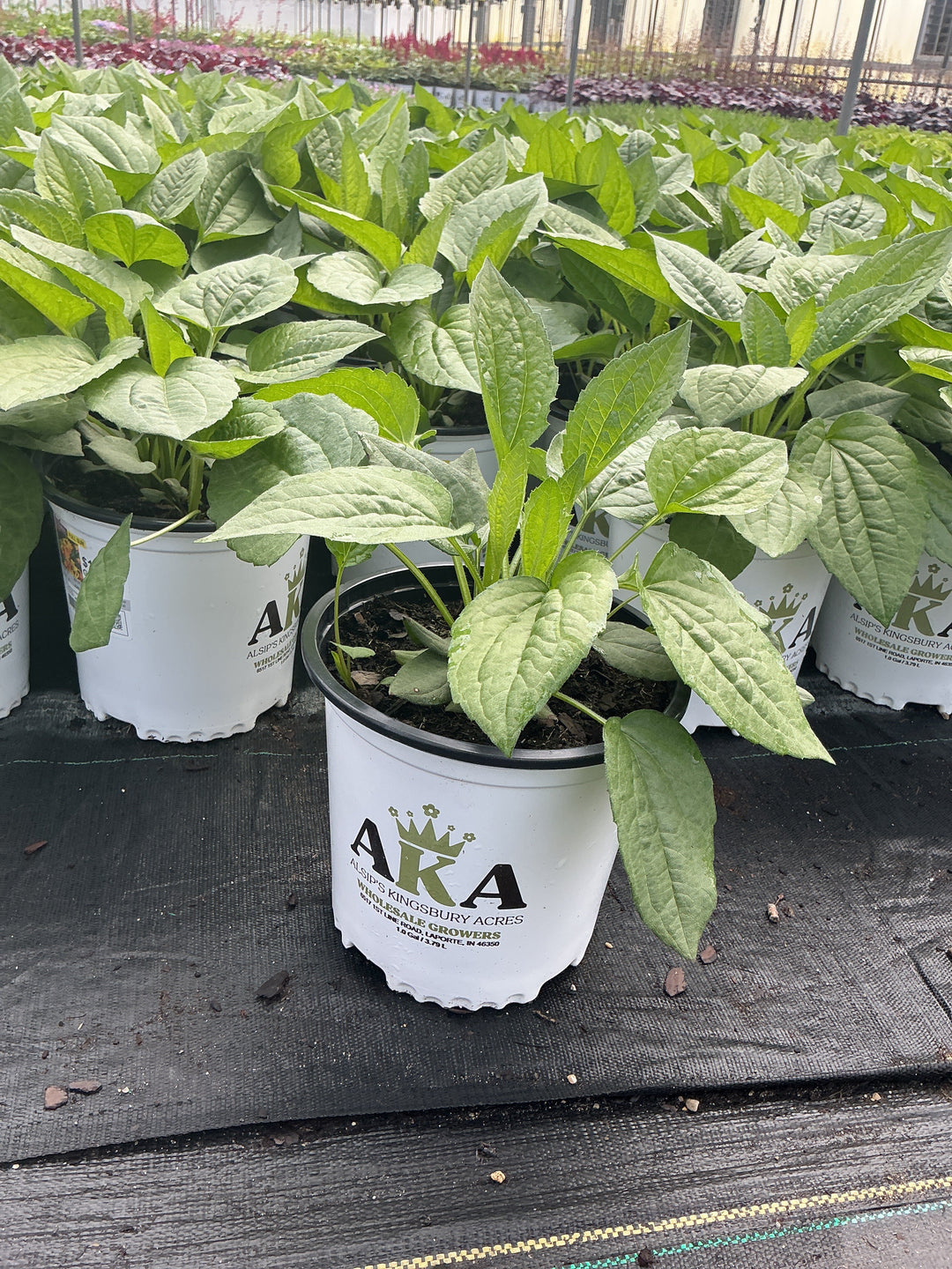 Rudbeckia Black Eyed Susan Goldsturm - 8" Potted Perennial