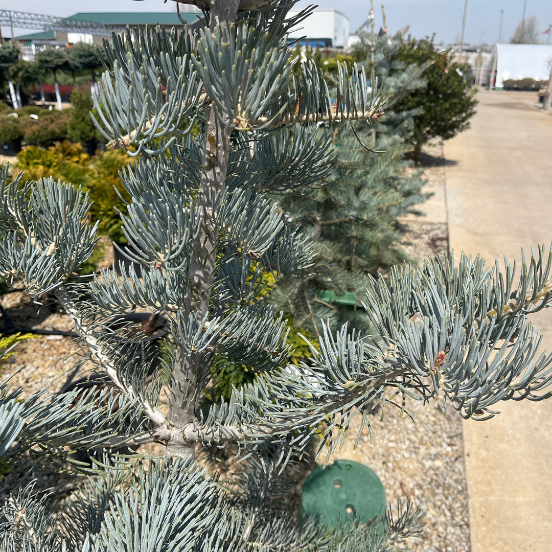 Candicans White Fir - Abies concolor - 4-5 Foot Ball & Burlap Tree