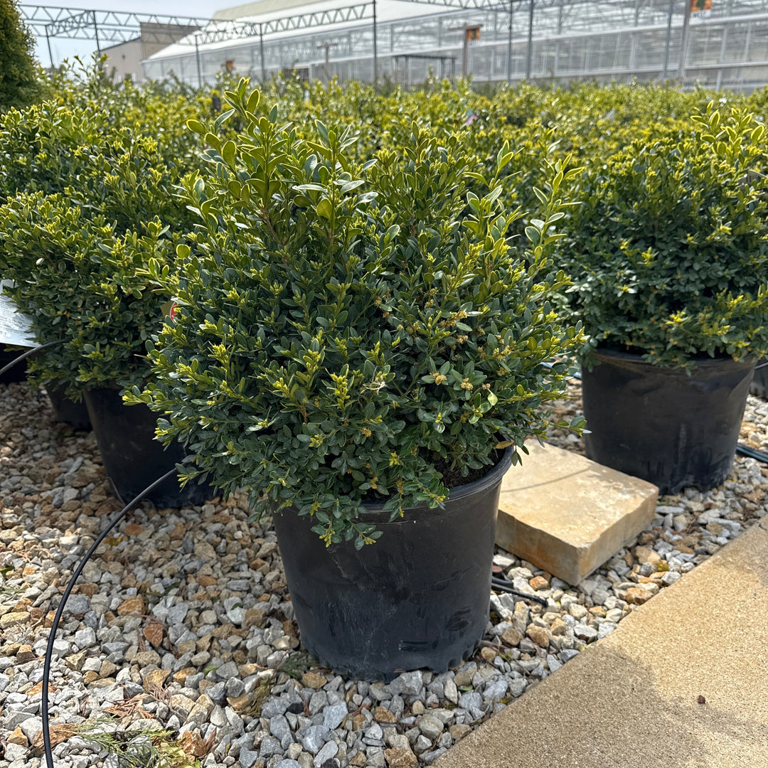 Buxus Green Velvet - 3 Gallon Potted Evergreen Shrub
