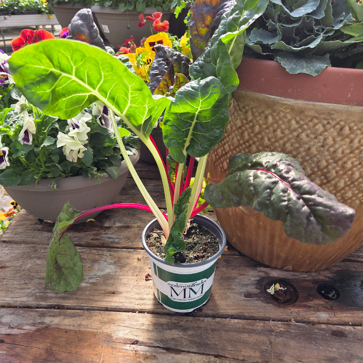 DIY Container - Fall Annual 5 Pack