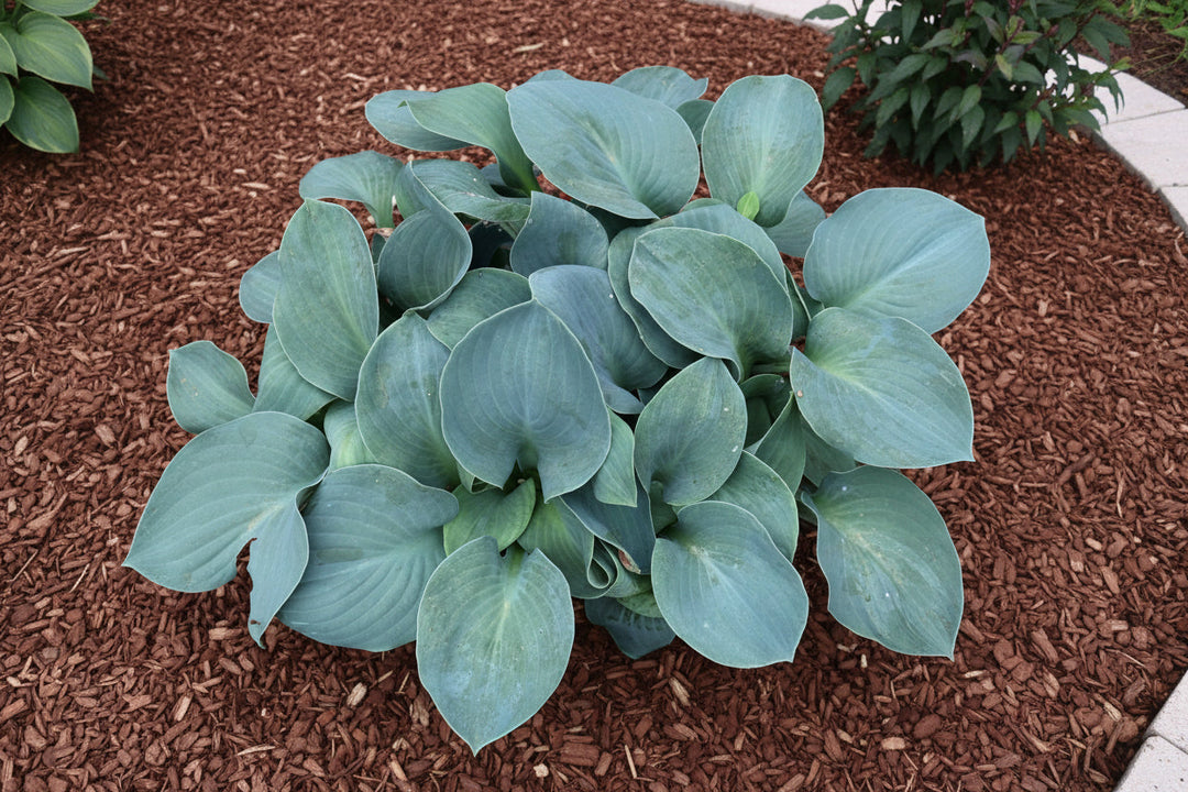 Hosta Plantain Lily Silver Bullet - 8" Potted Perennial