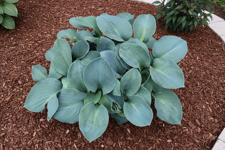 Hosta Plantain Lily Silver Bullet - 8" Potted Perennial