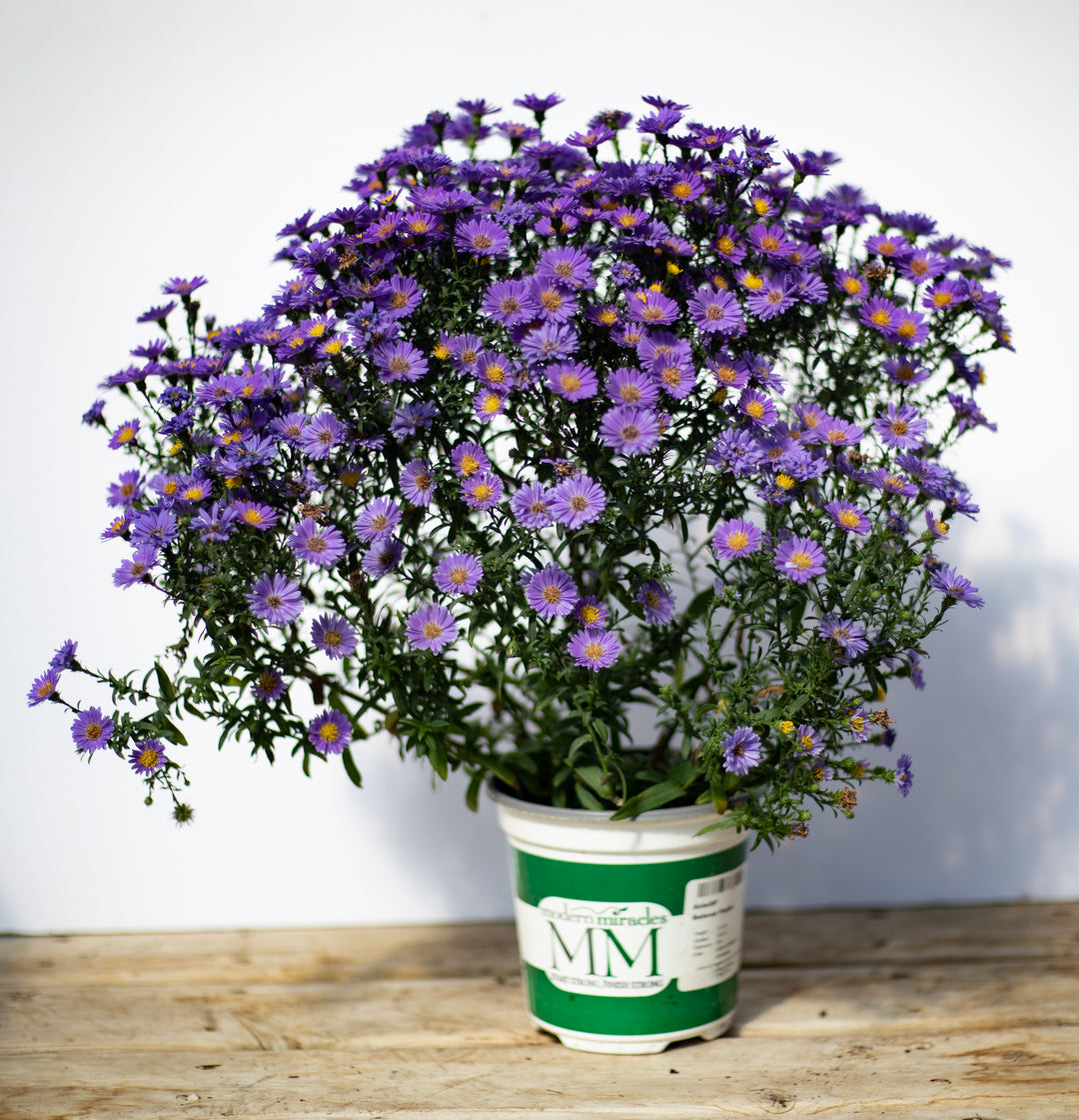 5" Alsip Grown Aster - Assorted Colors