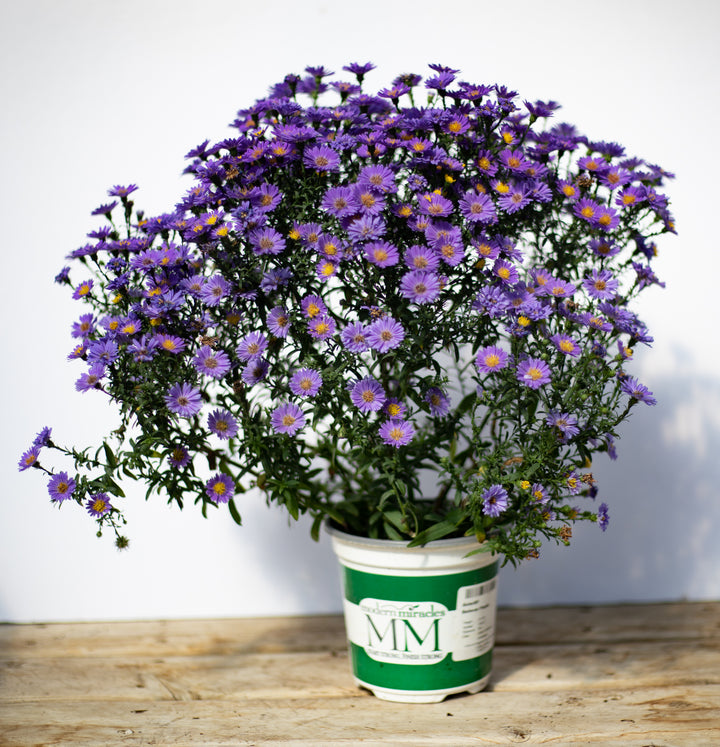 5" Alsip Grown Aster - Assorted Colors