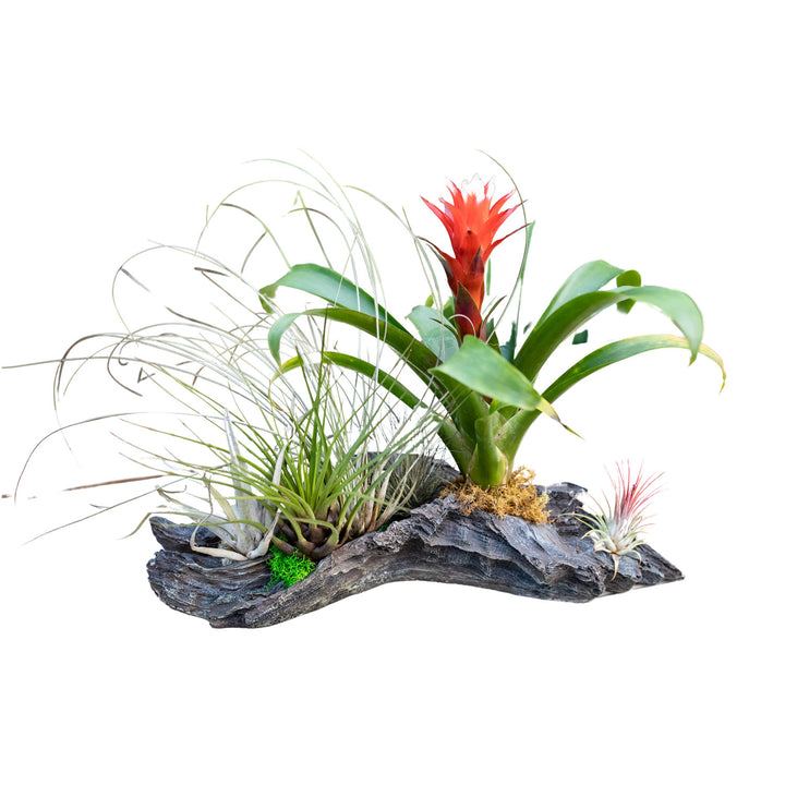 Bromeliad Driftwood Planter, Live Tropical Plant