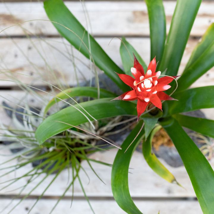 Bromeliad Driftwood Planter, Live Tropical Plant