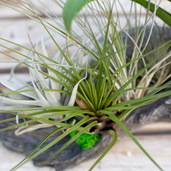 Bromeliad Driftwood Planter, Live Tropical Plant