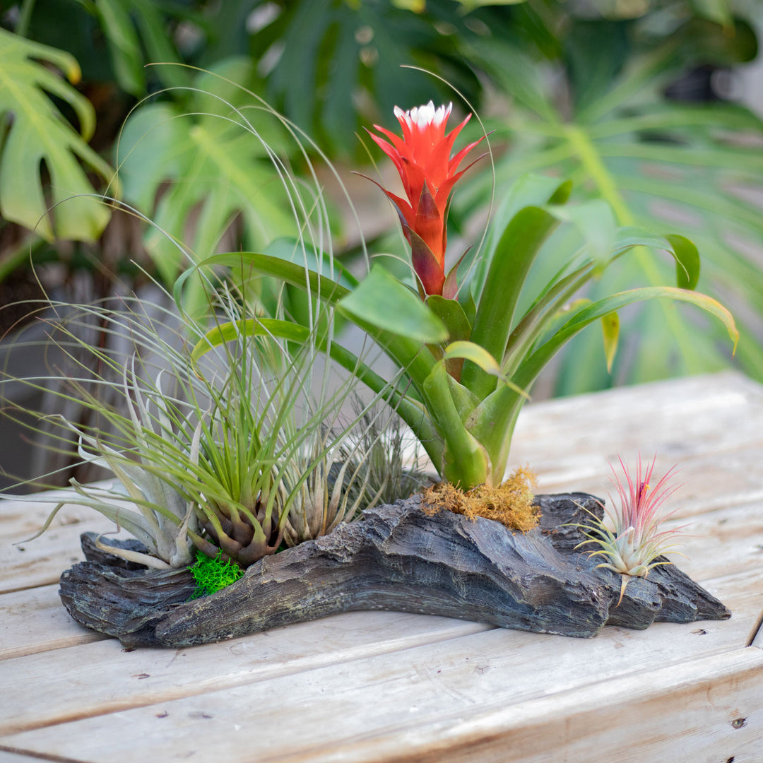 Bromeliad Driftwood Planter, Live Tropical Plant