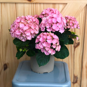 Hydrangea 4 Bulb (Colors Vary), Live Plant, 6 inch Pot