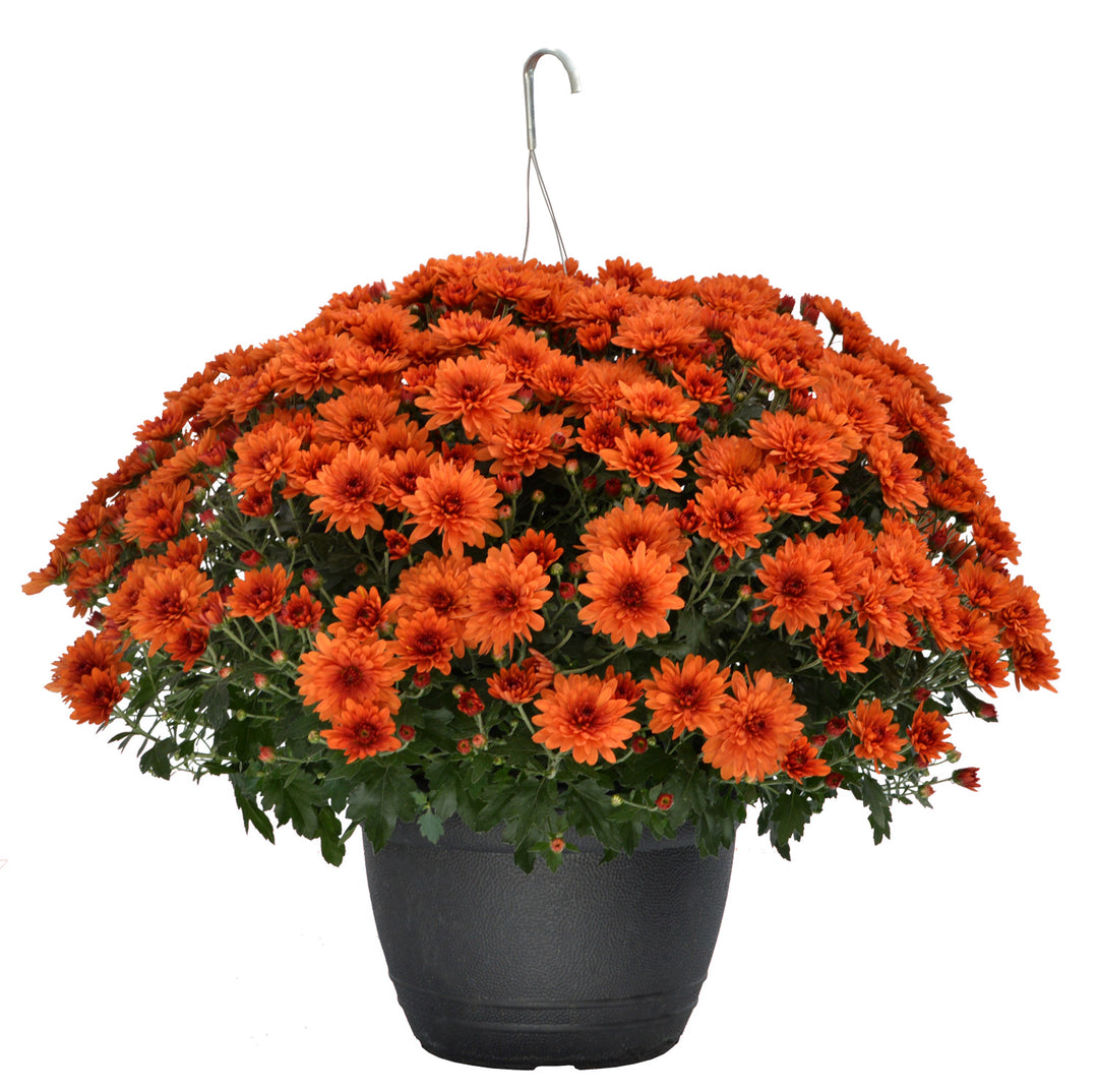 Mum Hanging Basket, 11" Pot