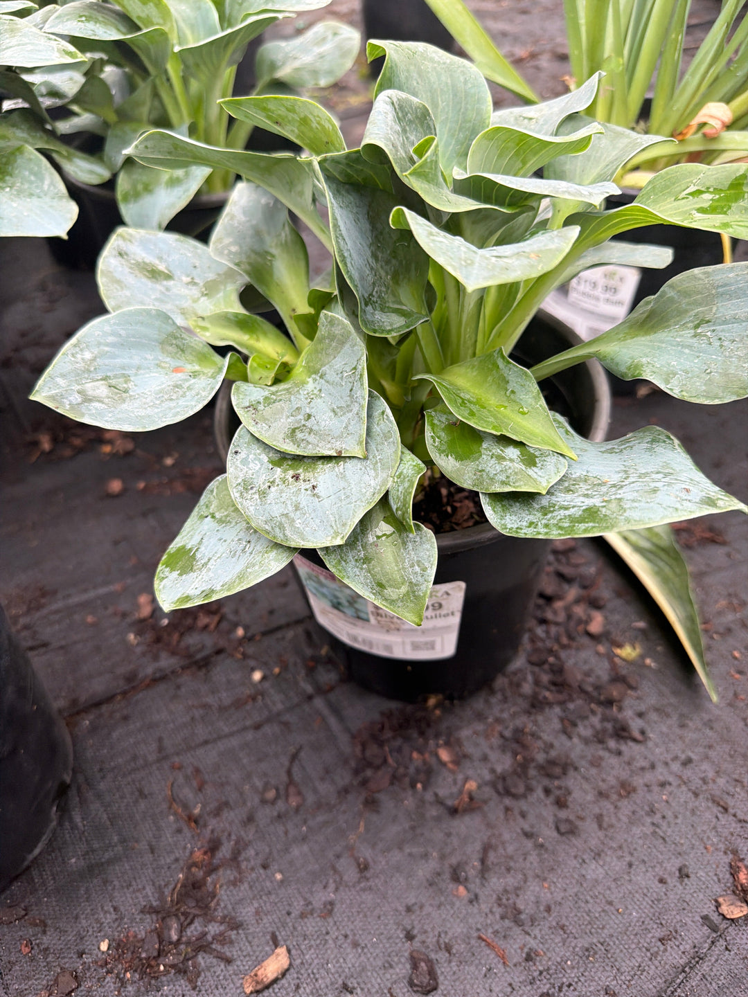 Hosta Plantain Lily Silver Bullet - 8" Potted Perennial