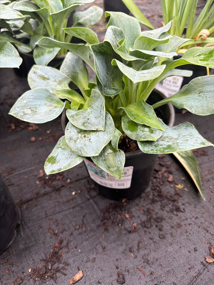 Hosta Plantain Lily Silver Bullet - 8" Potted Perennial