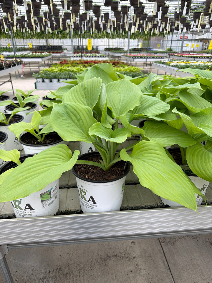 Hosta Plantain Lily Sum & Substance - 8" Potted Perennial