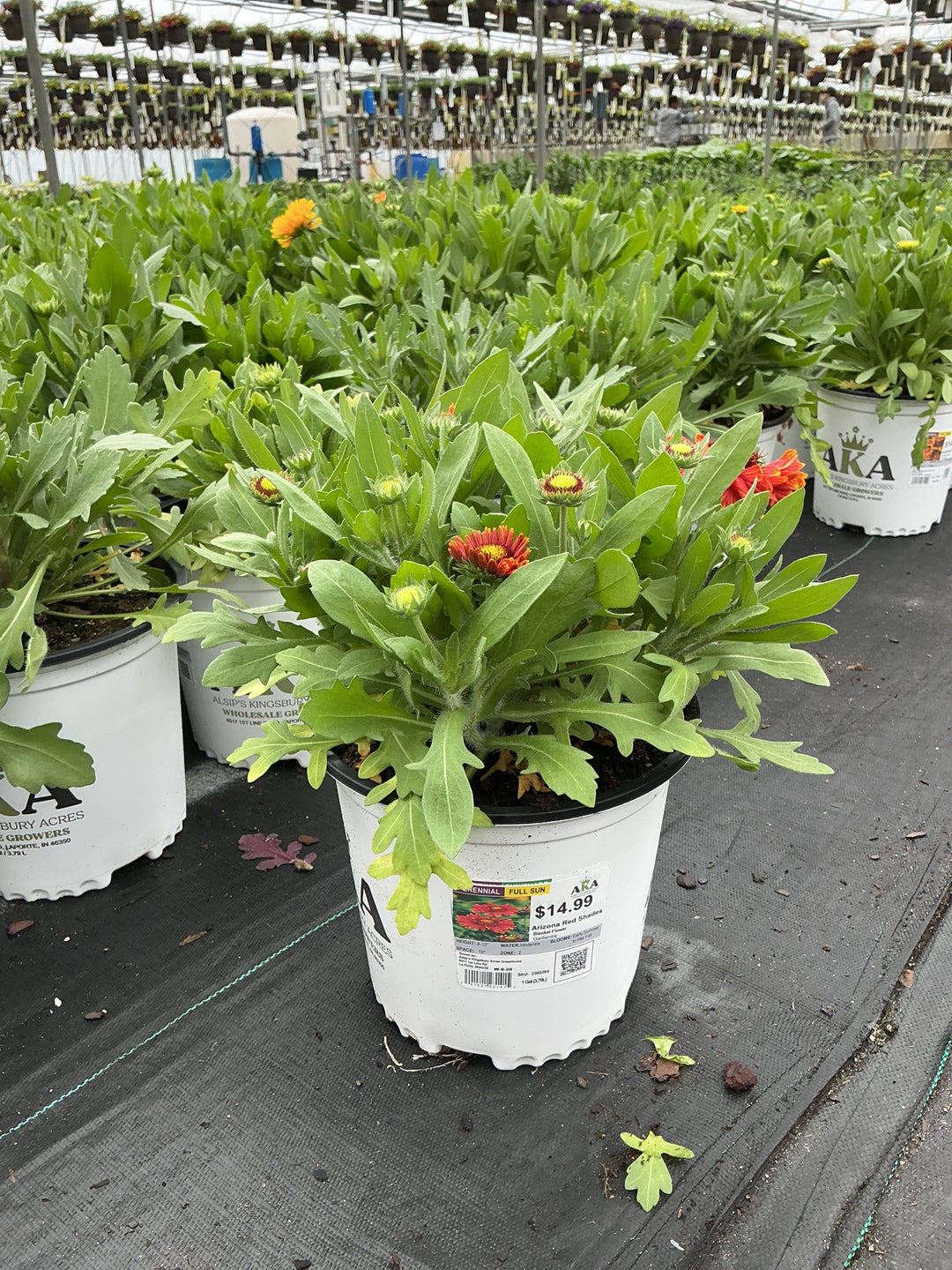 Gaillardia Blanket Flower Arizona Red Shades - 8" Potted Perennial