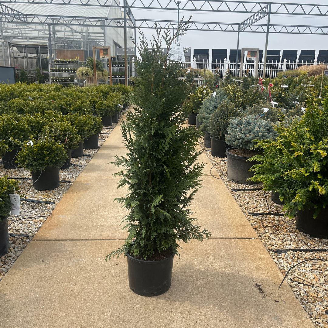 Blue Nootka Cypress - Chamaecyparis nootkatensis 'Glauca'- 3 Gallon Potted Tree