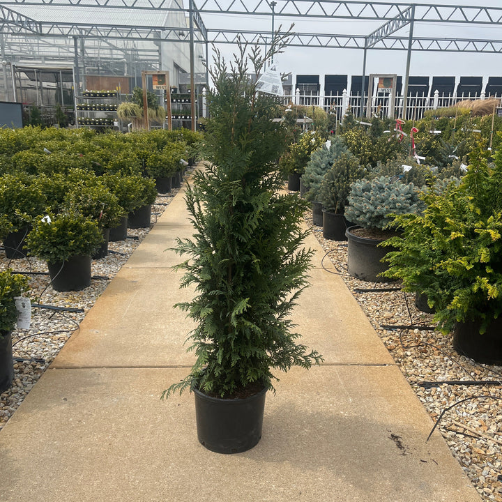Blue Nootka Cypress - Chamaecyparis nootkatensis 'Glauca'- 3 Gallon Potted Tree