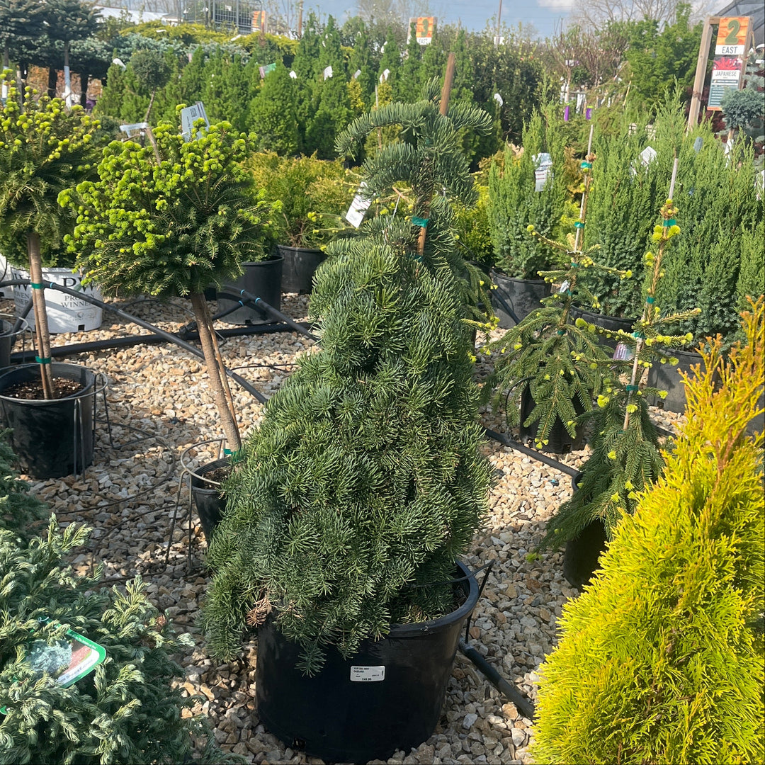 DelBar Cascade Noble Fir - Abies procera - 6# Gallon Potted Tree