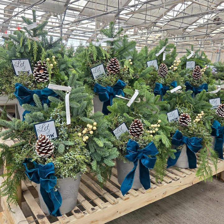 Let it Snow Planter, Fresh Greenery Arrangement in 9" Pot