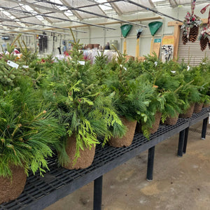 Pre-Greened Porch Pot Arrangement in 12" Fiber Pot