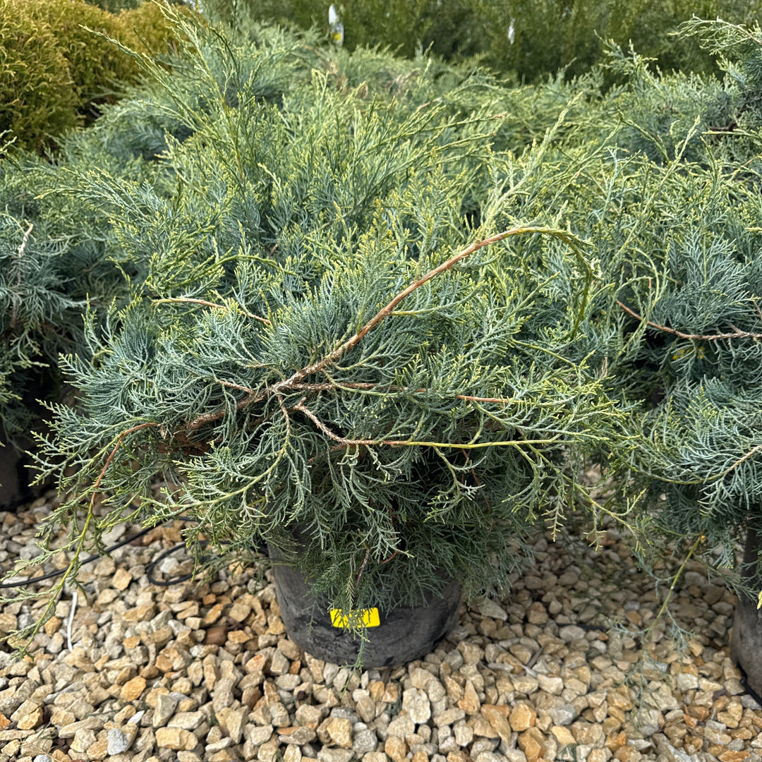 Grey Owl Juniper - Juniperus virginiana - 3 Gallon Potted Evergreen Shrub