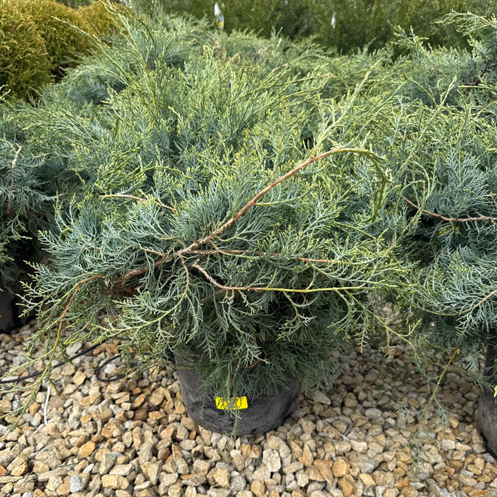 Grey Owl Juniper - Juniperus virginiana - 3 Gallon Potted Evergreen Shrub