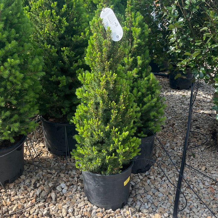 Dwarf Alberta Spruce - Picea glauca 'Conica' - 3 Gallon Potted Evergreen Shrub