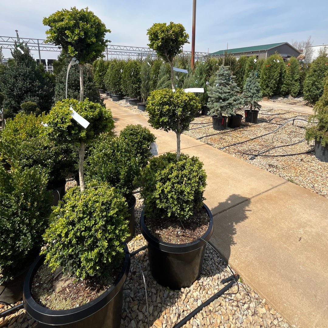 Boxwood (3-Ball Topiary) - Buxus sempervivens - 15 Gallon Potted Topiary