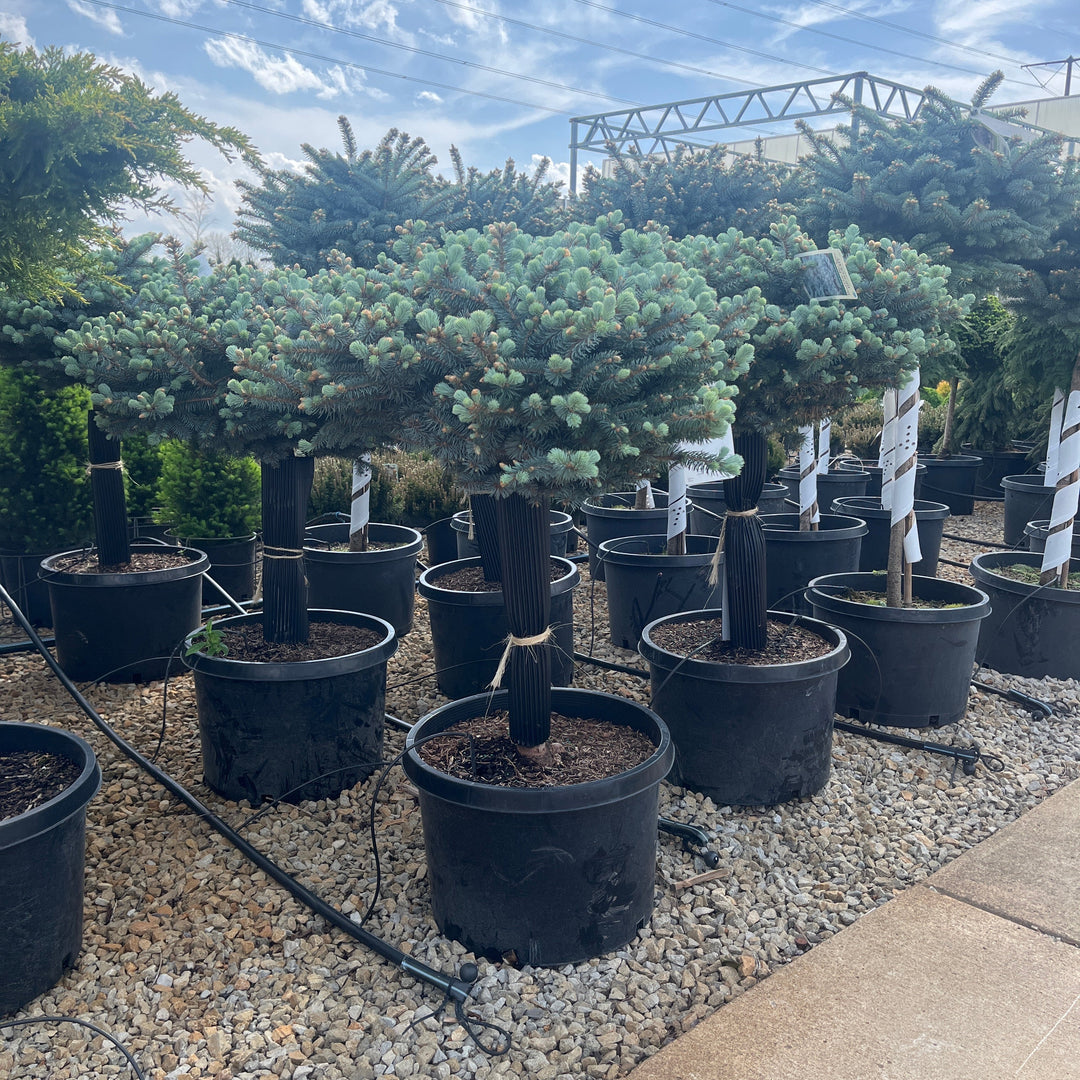 Dwarf Globe Blue Spruce (Standard Form) - Picea pungens 'Glauca Globosa' - 10 Gallon Potted Evergreen Tree
