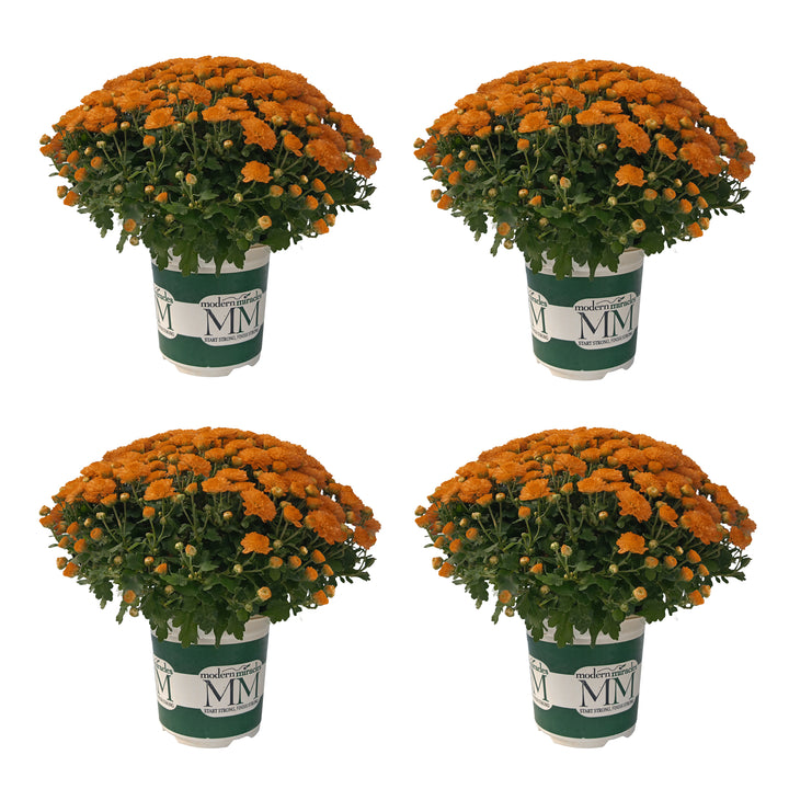 Garden Mum Avalon Orange, Live Fall Plants 5"