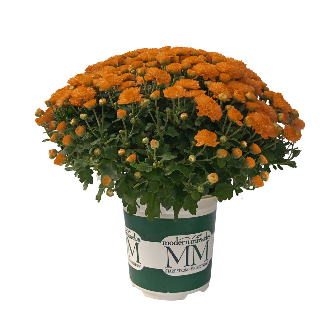 Garden Mum Avalon Orange, Live Fall Plants 5"