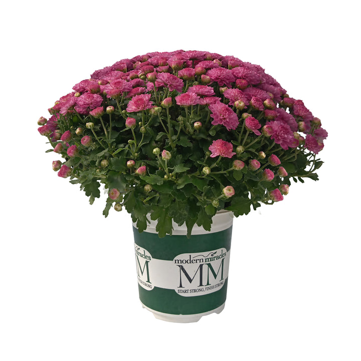 Garden Mum Gigi Dark Pink, Live Fall Plants 5"