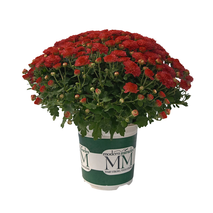 Garden Mum Jasoda Red, Live Fall Plants 5"