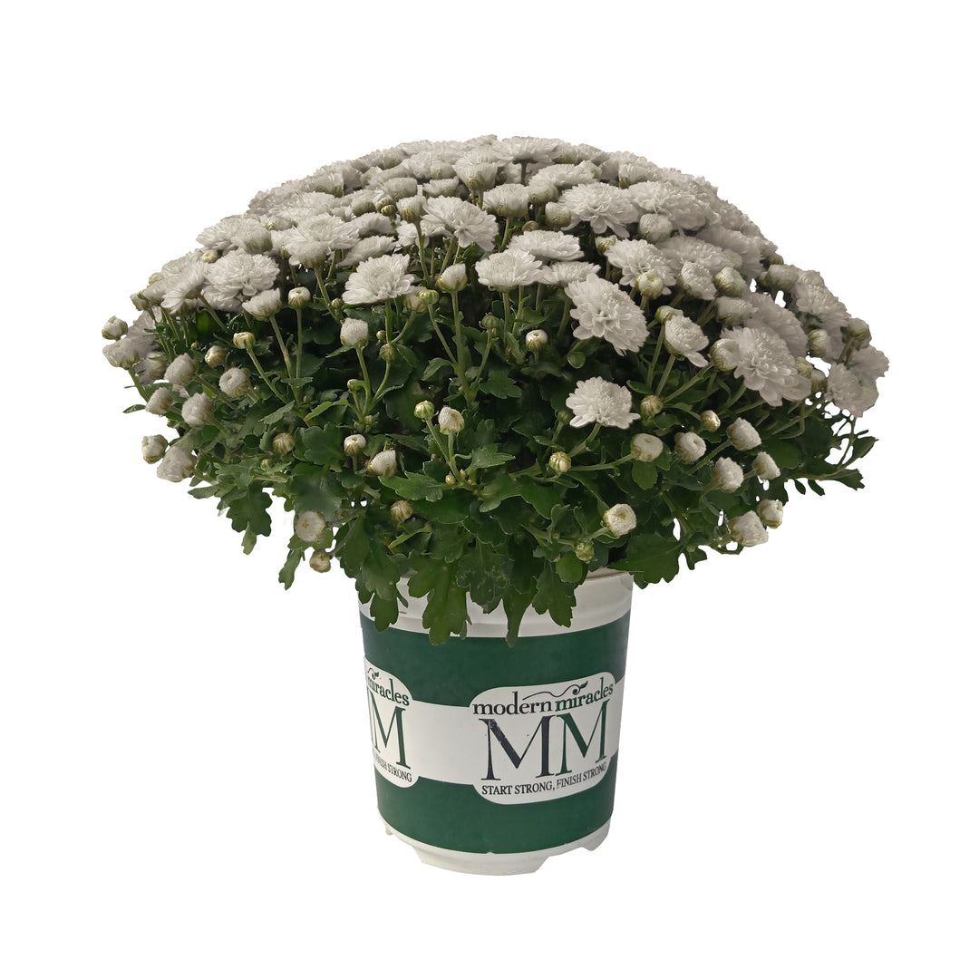 Garden Mum Morgana White, Live Fall Plants 5"