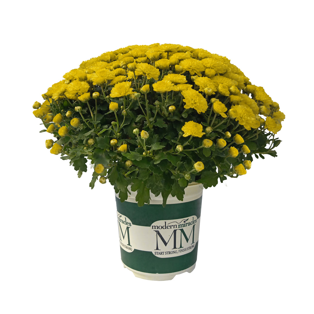 Garden Mum Morgana Yellow, Live Fall Plants 5"